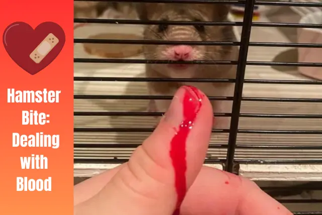 Hamster Bite Dealing with Blood